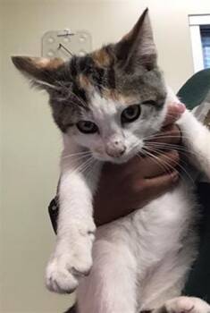Rescue Domestic Short Hair Cats for Adoption in Thousand Palms, California - PRINCESS | PetCurious