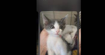 Judd -  Domestic Short Hair Cat for Adoption in Thatcher, Arizona - Judd | PetCurious