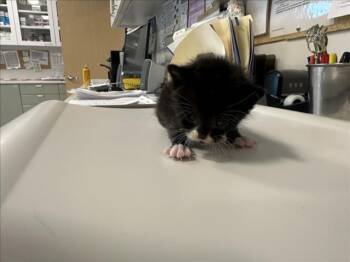 MIKLO -  Domestic Short Hair Cat for Adoption in Santa Fe, New Mexico - MIKLO | PetCurious