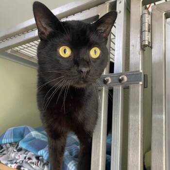Domestic Short Hair Cats Available for Adoption in Riverwoods, Illinois - Care Bear | PetCurious