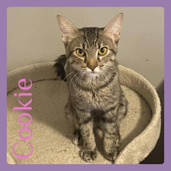 COOKIE -  Tabby Cat for Adoption in Lawton, Oklahoma - COOKIE | PetCurious