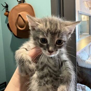 Domestic Short Hair Cats Available for Adoption in Johnstown, Pennsylvania - Papa John | PetCurious