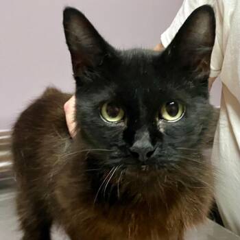 Mamba -  Bombay Cat for Adoption in Gastonia, North Carolina - Mamba | PetCurious
