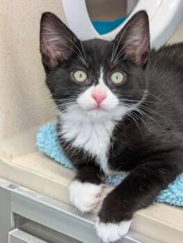 Blackberry -  Domestic Short Hair Cat for Adoption in Bellevue, Washington - Blackberry | PetCurious
