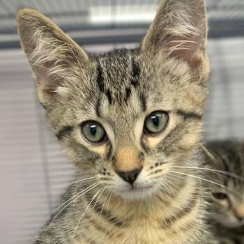 Domestic Short Hair Cats Available for Adoption in Monroe, Michigan - Moose | PetCurious