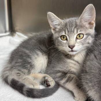 Freya -  Domestic Short Hair Cat for Adoption in Chariton, Iowa - Freya | PetCurious