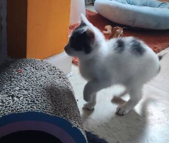 Poppy -  Domestic Short Hair Cat Available for Adoption in Brainardsvle, New York - Poppy | PetCurious
