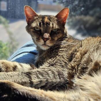 Syra -  Domestic Short Hair Cat for Adoption in Lakewood, Colorado - Syra | PetCurious