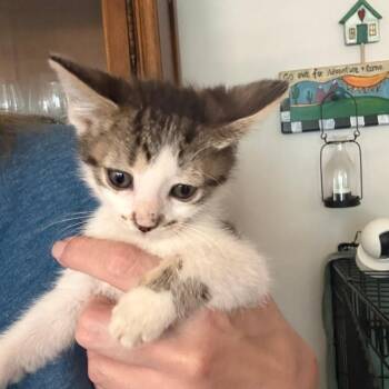 Stewie -  Domestic Short Hair Cat for Adoption in Houston, Texas - Stewie | PetCurious