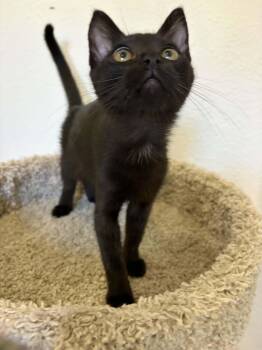 Victoria -  American Shorthair Cat for Adoption in Poway, California - Victoria | PetCurious