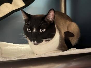 Siamese Cats Available for Adoption - NOAH | PetCurious