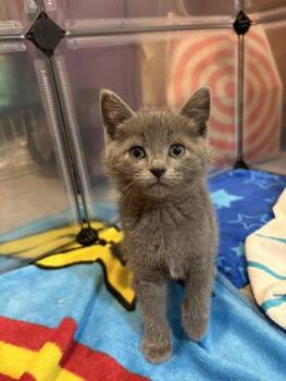 Domestic Short Hair Cats Available for Adoption in Chesapeake Beach, Maryland - Momo | PetCurious