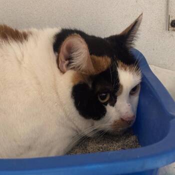 Allie 71C26 -  Domestic Short Hair Cat for Adoption in Napoleon, Ohio - Allie 71C26 | PetCurious