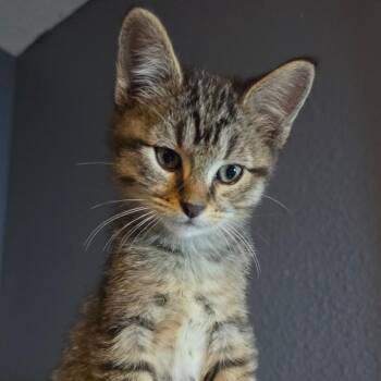 Bruce C11619 -  Domestic Short Hair Cat for Adoption - Bruce C11619 | PetCurious