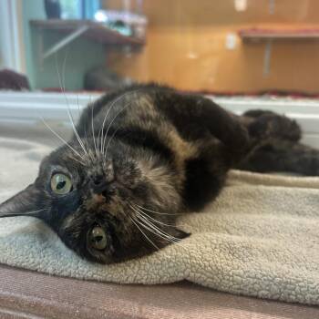 Domestic Short Hair Cats Available for Adoption in Fresno, California - Aura | PetCurious