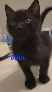 3877B Odin Adoption Ambassador -  Domestic Short Hair Cat Available for Adoption in North Charleston, South Carolina - 3877B Odin Adoption Ambassador | PetCurious