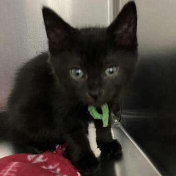 Merlin - Chow Hound Northland -  Domestic Short Hair Cat for Adoption in Grand Rapids, Michigan - Merlin - Chow Hound Northland | PetCurious