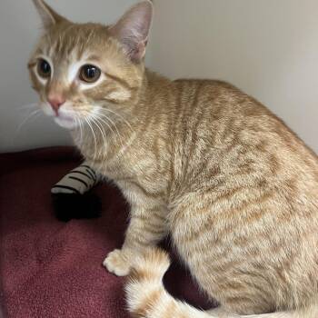 Domestic Short Hair Cats Available for Adoption - 70204 | PetCurious