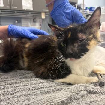 Elinor -  Domestic Medium Hair Cat for Adoption in Milton, Florida - Elinor | PetCurious