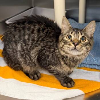 Baked Beans (Bonded w/ Frosty) -  Domestic Short Hair Cat for Adoption in Wilmington, Delaware - Baked Beans (Bonded W/ Frosty) | PetCurious