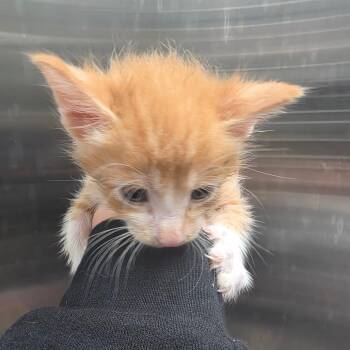 Blaze -  Domestic Short Hair Cat for Adoption in Sand Springs, Oklahoma - Blaze | PetCurious