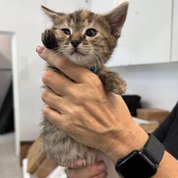 Domestic Short Hair Cats Available for Adoption - Nyx | PetCurious