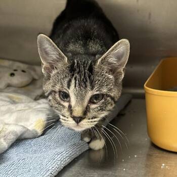 Jackie -  Domestic Short Hair Cat for Adoption in Naperville, Illinois - Jackie | PetCurious