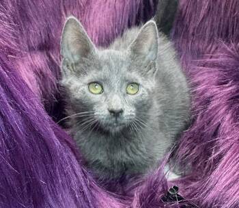 Russian Blue and Domestic Medium Hair Cats Available for Adoption - Sake Sake | PetCurious