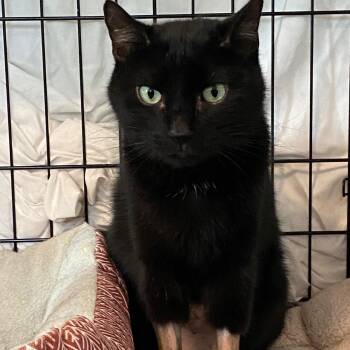 Rescue Domestic Short Hair and American Shorthair Cats for Adoption in Columbus, Ohio - Pheonix | PetCurious
