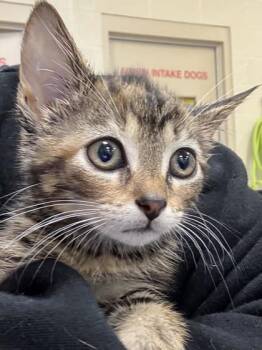 Audi -  Domestic Short Hair Cat for Adoption in Fishers, Indiana - Audi | PetCurious