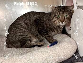 Domestic Medium Hair Cats Available for Adoption in Marietta, Georgia - RALPH | PetCurious