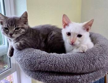 Stella & Stanley -  Domestic Medium Hair and Tabby Cat for Adoption in The Dalles, Oregon - Stella & Stanley | PetCurious
