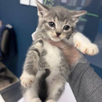 Domestic Short Hair Cats Available for Adoption in Vineland, New Jersey - Baby Ruth | PetCurious