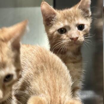 Orenji -  Domestic Short Hair Cat for Adoption in Newport, North Carolina - Orenji | PetCurious