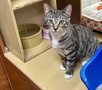 Rescue Domestic Short Hair Cats for Adoption in Huntley, Illinois - Charlie | PetCurious