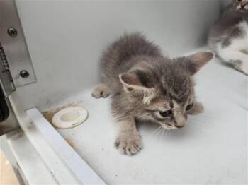 Domestic Short Hair Cats Available for Adoption in Houston, Texas - A655524 | PetCurious