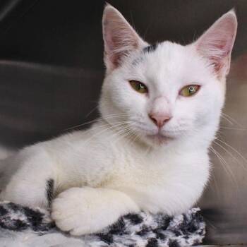 Domestic Short Hair Cats Available for Adoption in Hopkinton, Massachusetts - Zendaya | PetCurious