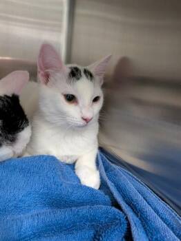 SEREN -  Domestic Short Hair Cat for Adoption in Westminster, Maryland - SEREN | PetCurious