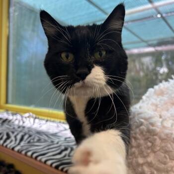 Large Marge -  Domestic Short Hair Cat for Adoption in Fresno, California - Large Marge | PetCurious