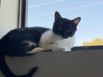 Domestic Short Hair and Tuxedo Cats Available for Adoption in Glendale, Arizona - Polka | PetCurious