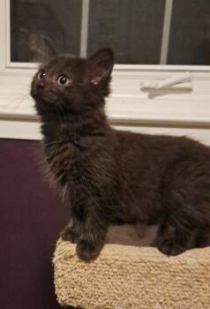 Rescue Domestic Long Hair Cats for Adoption in Pickering, Ontario - Gilda | PetCurious