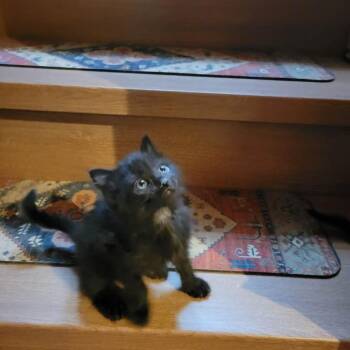 Elvis -  Domestic Short Hair and Mixed Breed Cat for Adoption in Spruce Pine, North Carolina - Elvis | PetCurious