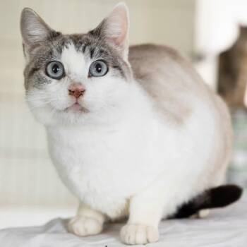 Siamese and Snowshoe Cats Available for Adoption in Rowland Heights, California - LILIANA | PetCurious