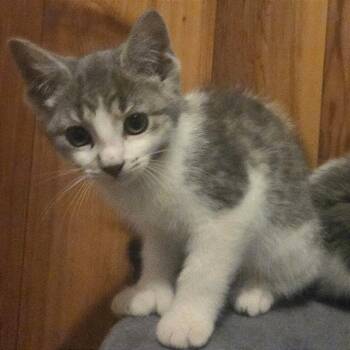 Rugaru -  Domestic Short Hair Cat for Adoption in Traverse City, Michigan - Rugaru | PetCurious