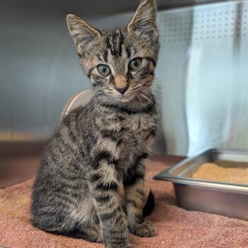 Dobby -  Domestic Short Hair Cat for Adoption in Asheville, North Carolina - Dobby | PetCurious