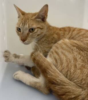 Rescue Domestic Short Hair Cats for Adoption in Honolulu, Hawaii - 59366553 | PetCurious