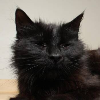 Domestic Medium Hair Cats Available for Adoption in Minnetonka, Minnesota - Squishmallow C69219 | PetCurious