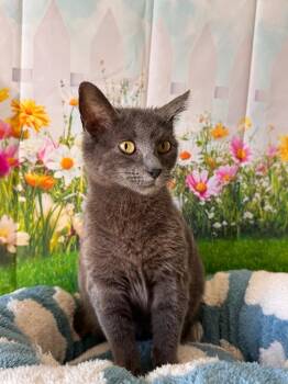 Cinder -  Domestic Short Hair Cat Available for Adoption in Newberg, Oregon - Cinder | PetCurious