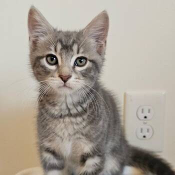 Hawk -  Domestic Short Hair Cat for Adoption in Belleville, Illinois - Hawk | PetCurious