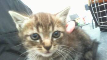 LILAC -  Domestic Short Hair Cat for Adoption in Charlotte, North Carolina - LILAC | PetCurious